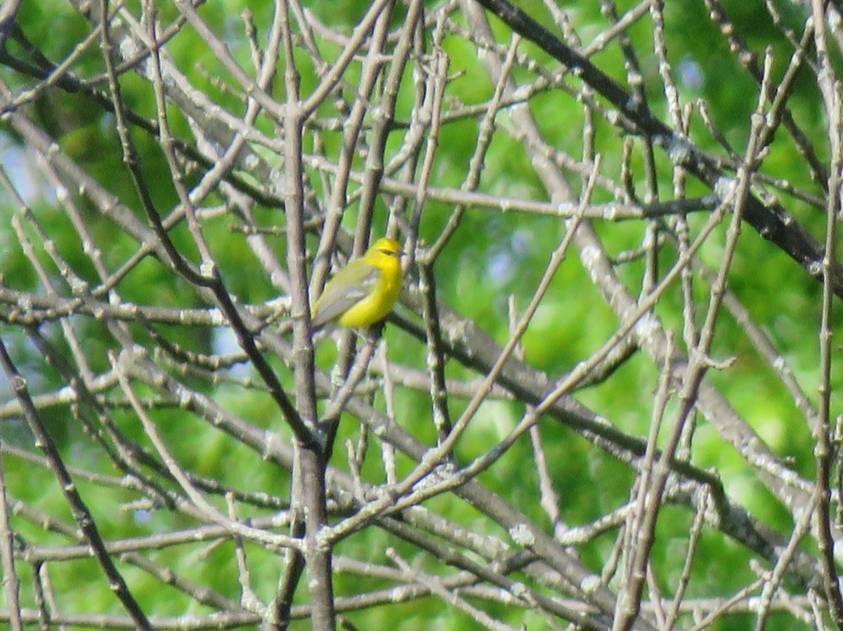 Blue-winged Warbler - Kathleen Ashman