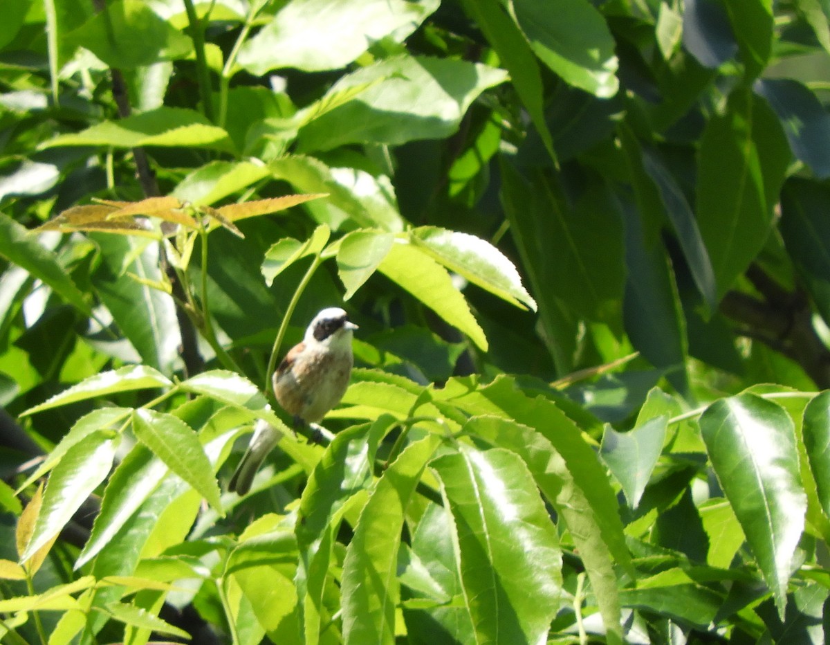 Eurasian Penduline-Tit - ML160771911