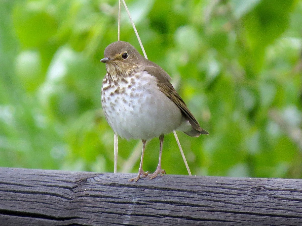 Swainson's Thrush - ML160772431