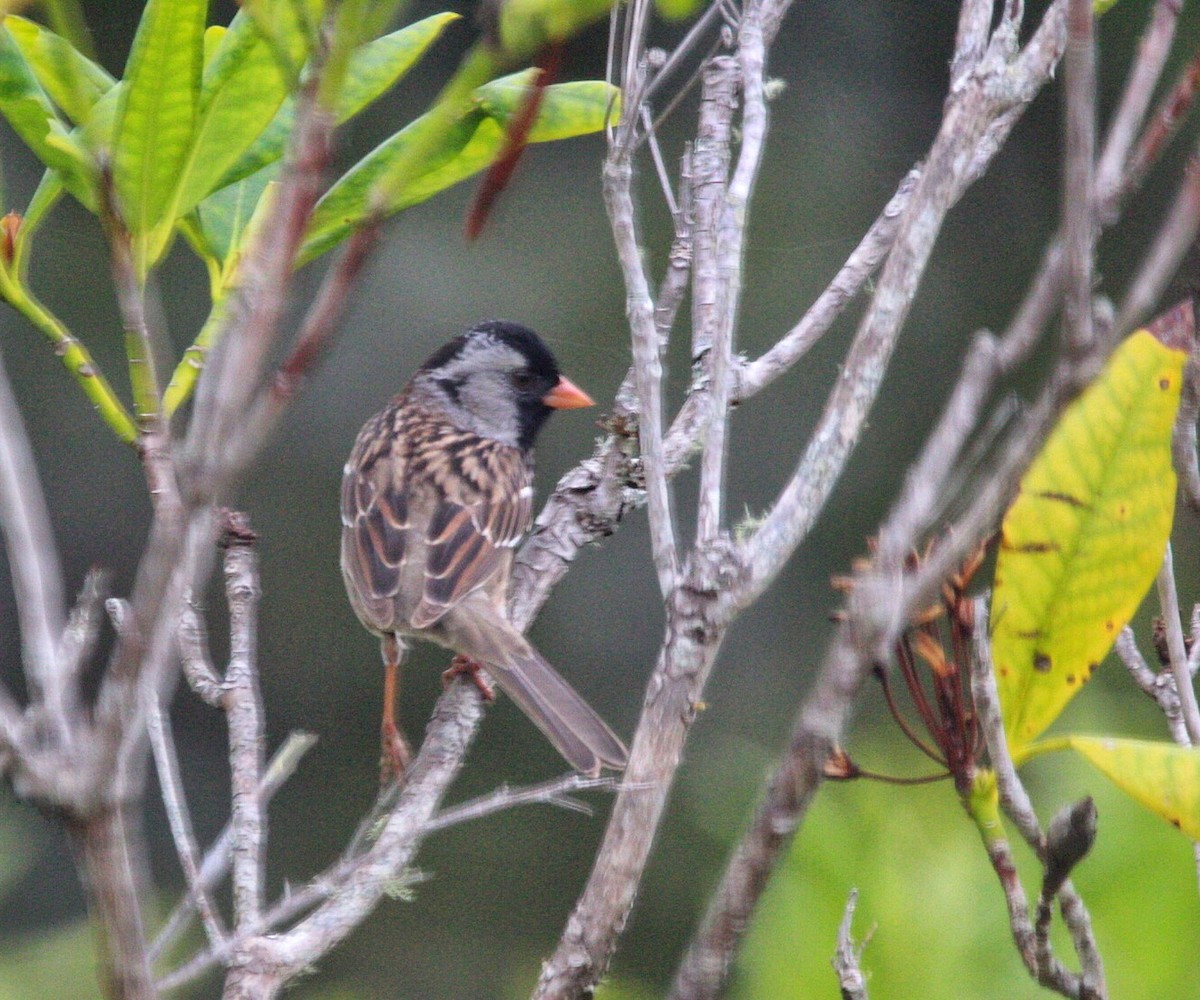 Harris's Sparrow - ML160772831