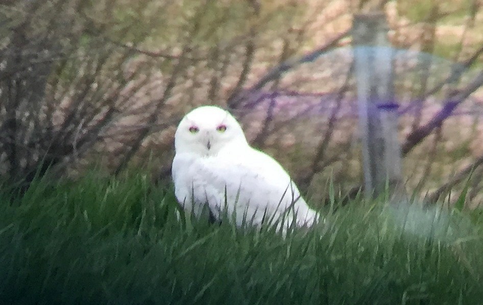 Snowy Owl - ML160772891