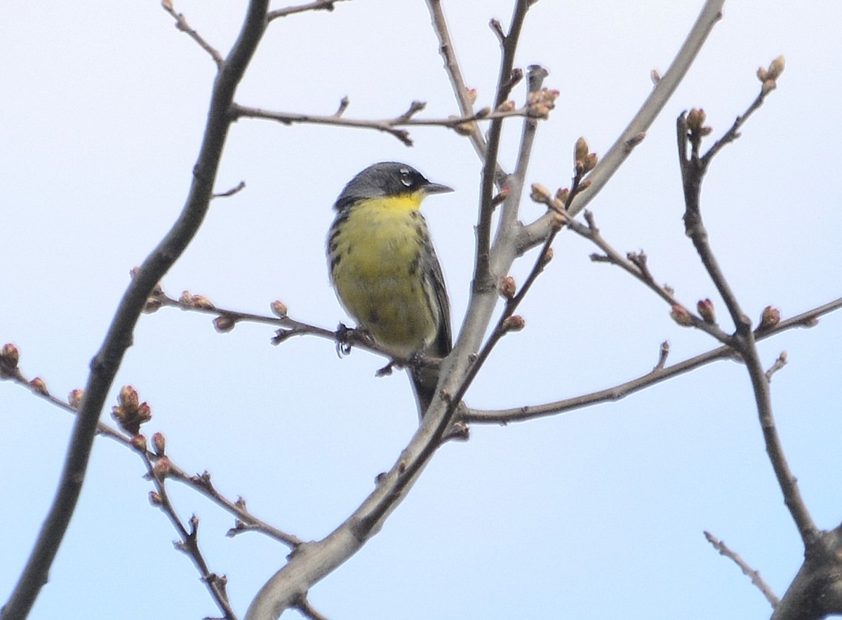 Kirtland's Warbler - ML160773651