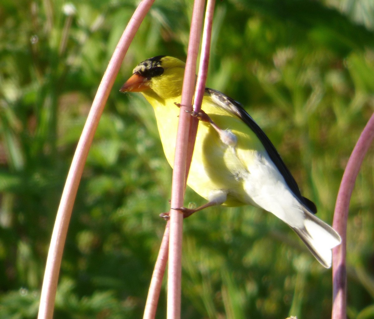 American Goldfinch - Mary  McMahon