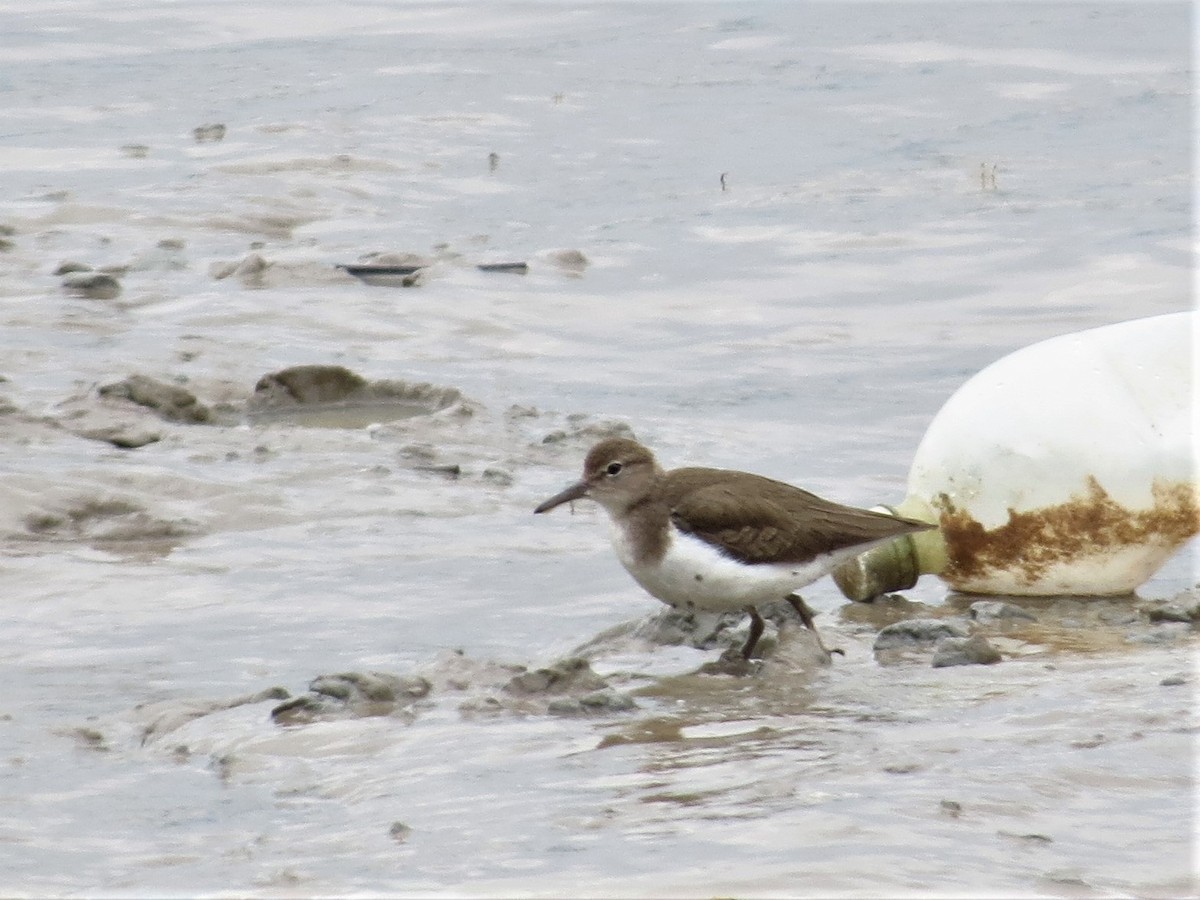 Spotted Sandpiper - ML160778871