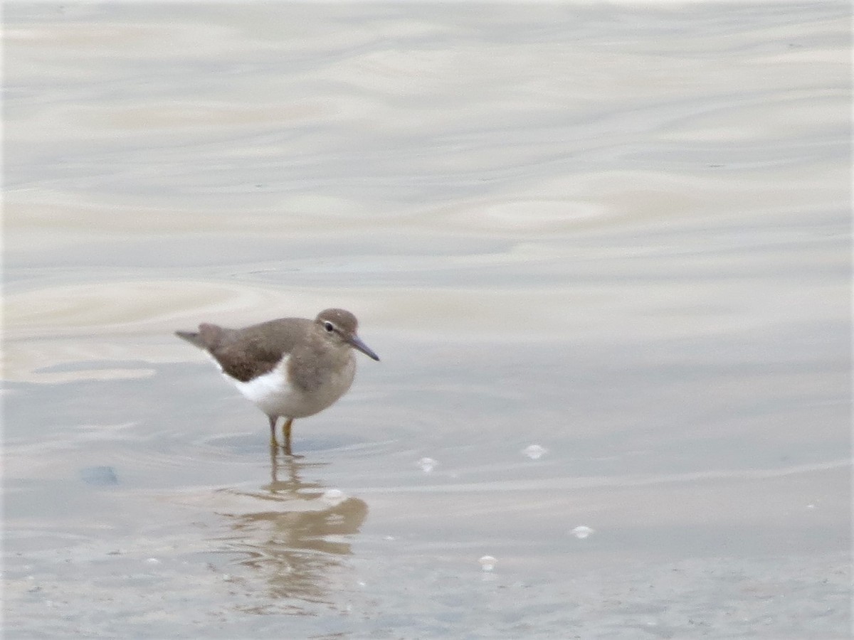 Spotted Sandpiper - ML160778891