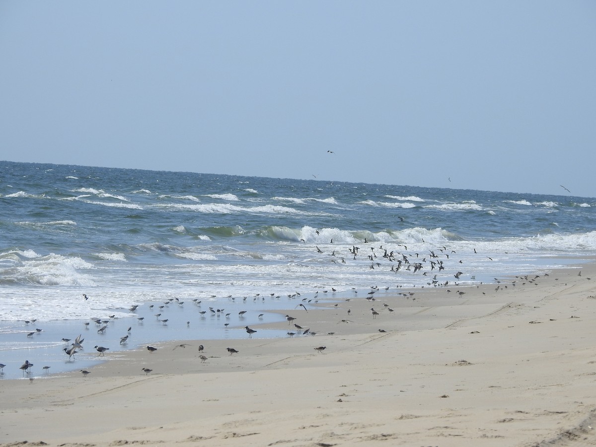 tanımsız küçük kumkuşu (Calidris sp.) - ML160779471