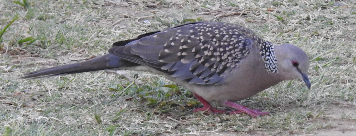 Spotted Dove - ML160779901