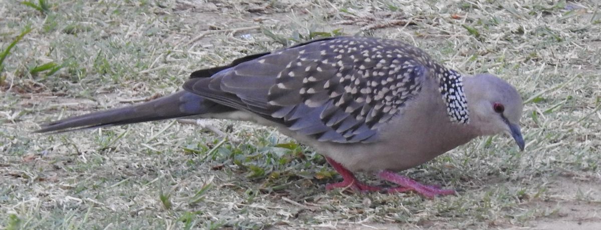 珠頸斑鳩 - ML160779901