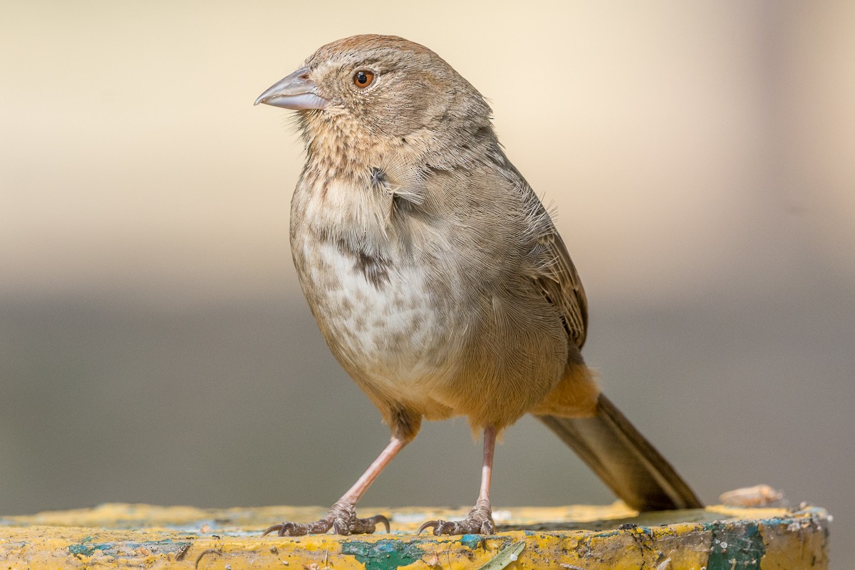 Canyon Towhee - ML160780531