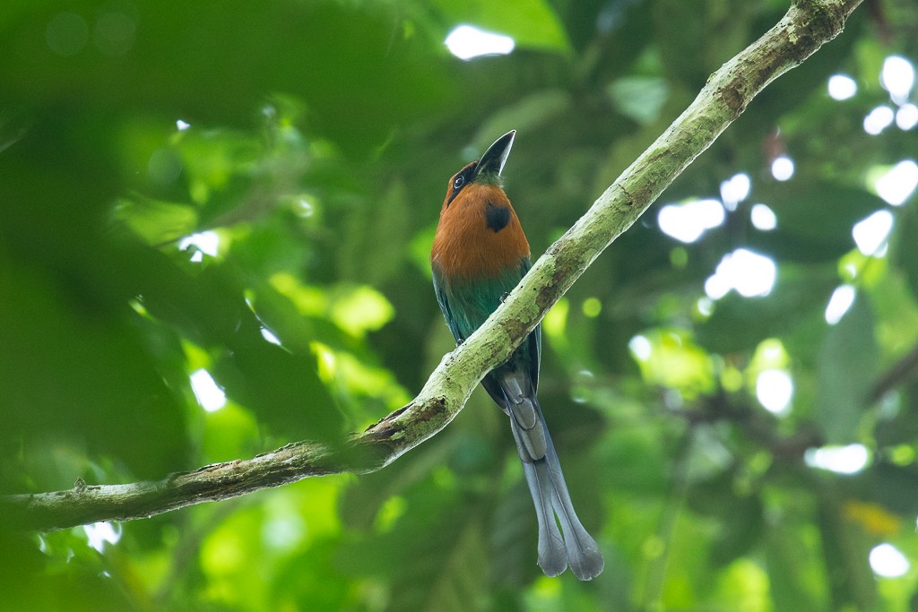 Broad-billed Motmot - Ilya Povalyaev