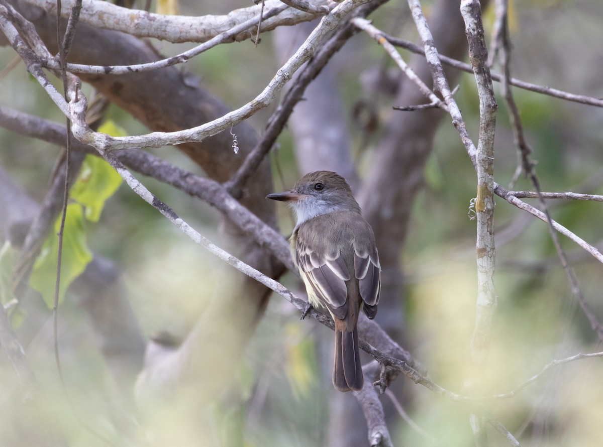 Brown-crested Flycatcher - ML160783291