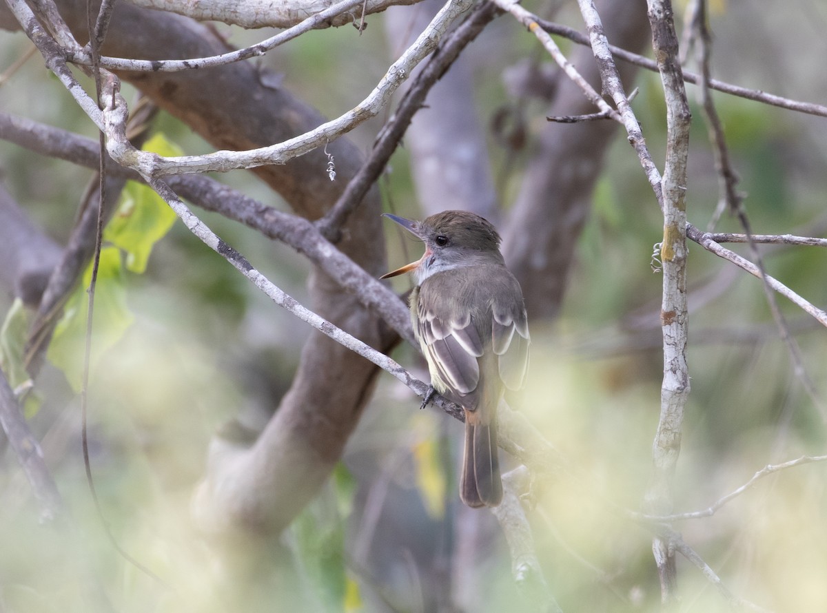 Brown-crested Flycatcher - ML160783341