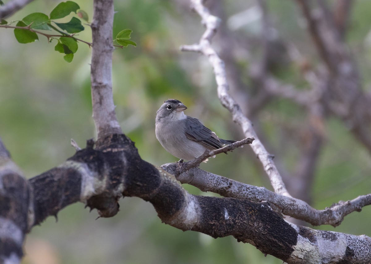 Pileated Finch - ML160783511