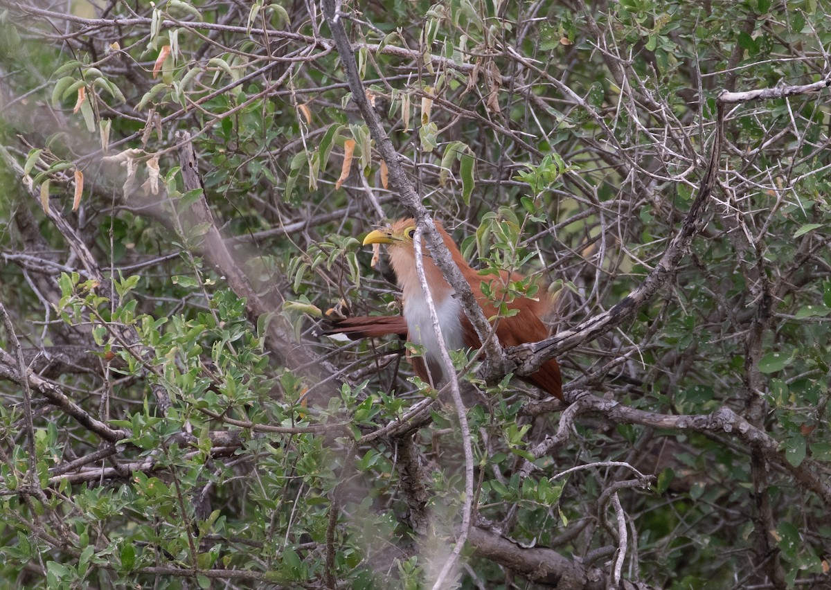 Squirrel Cuckoo - ML160783661