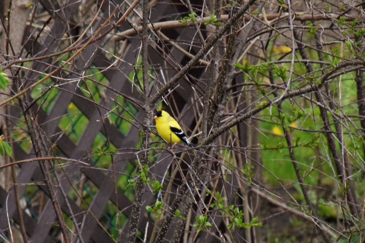 American Goldfinch - ML160784511