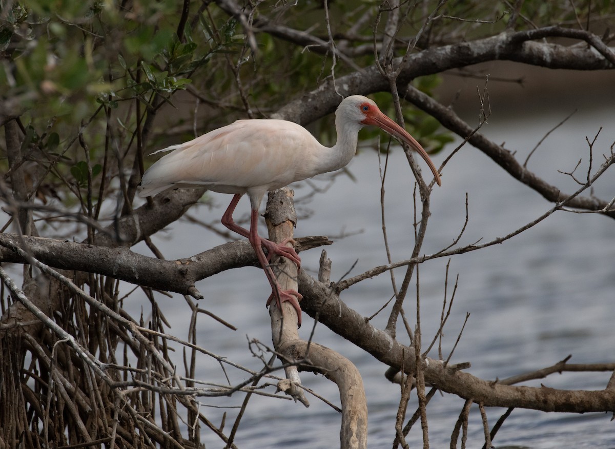 White Ibis - ML160786951