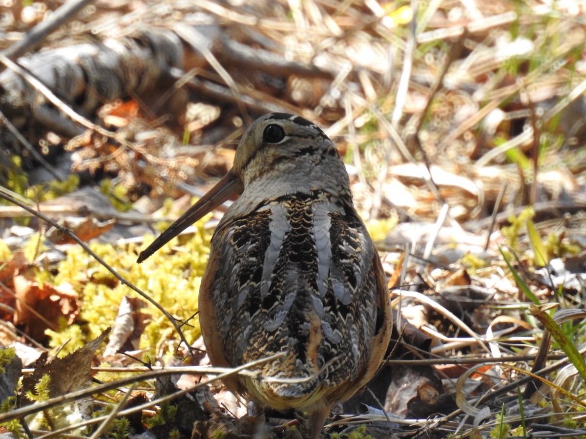 American Woodcock - Fred MacKenzie