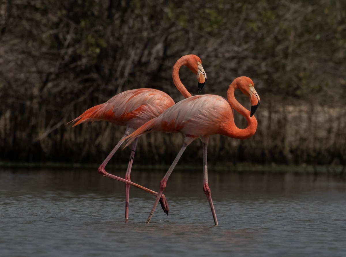 American Flamingo - ML160787281