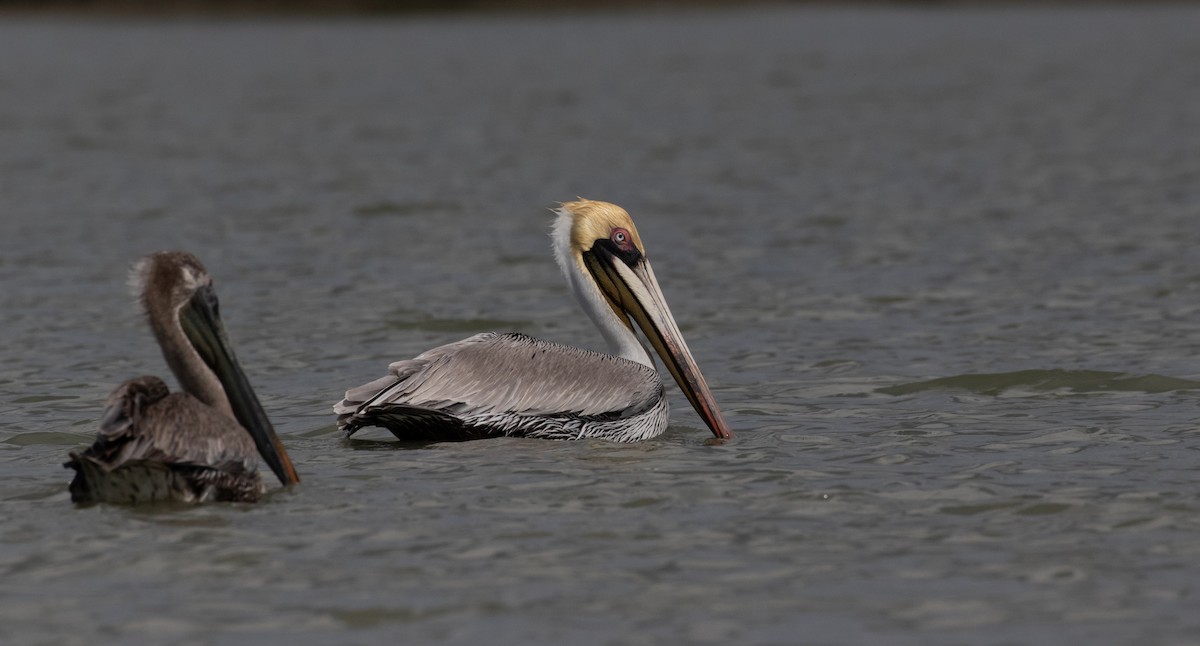 Brown Pelican - ML160787441