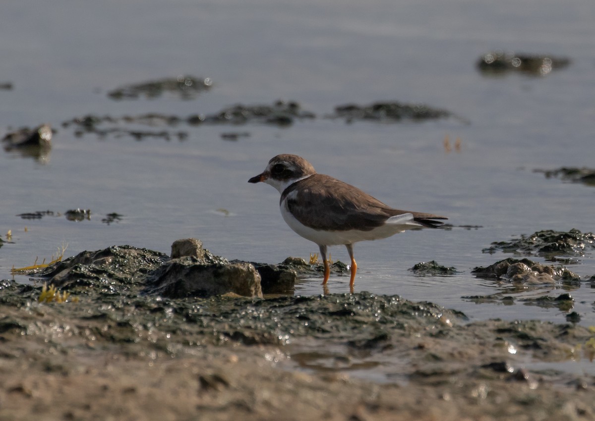 Semipalmated Plover - ML160787941