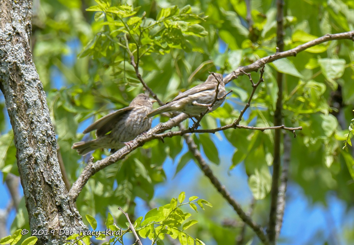 Brown-headed Cowbird - ML160787981