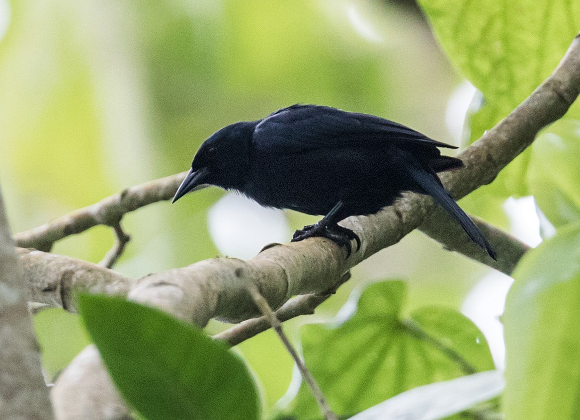 Jamaican Blackbird - ML160788381