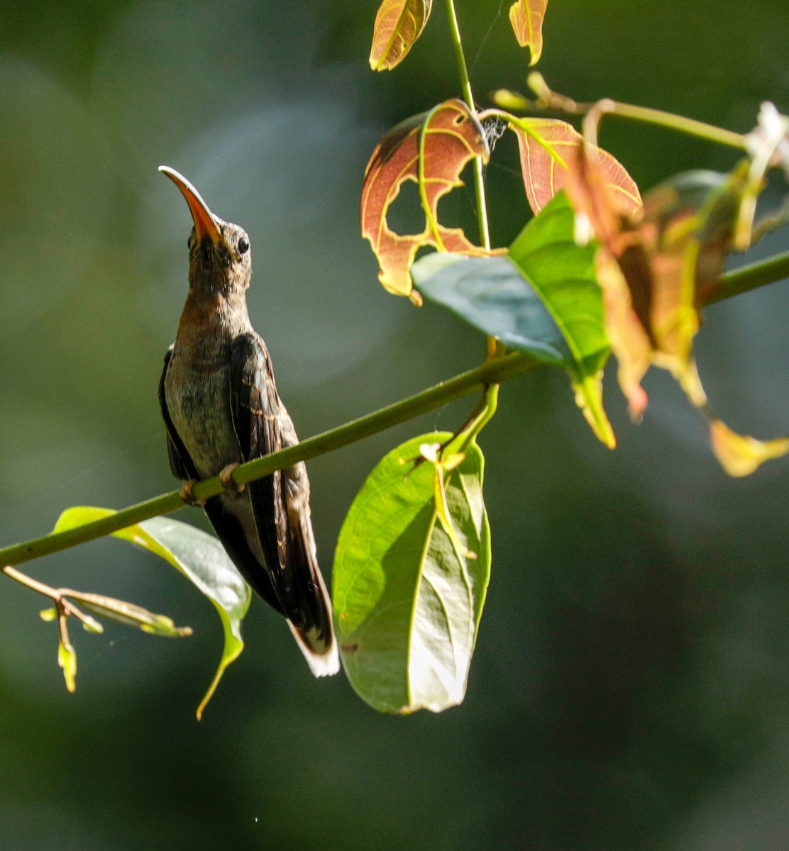 Rufous-breasted Hermit - Susan Mac