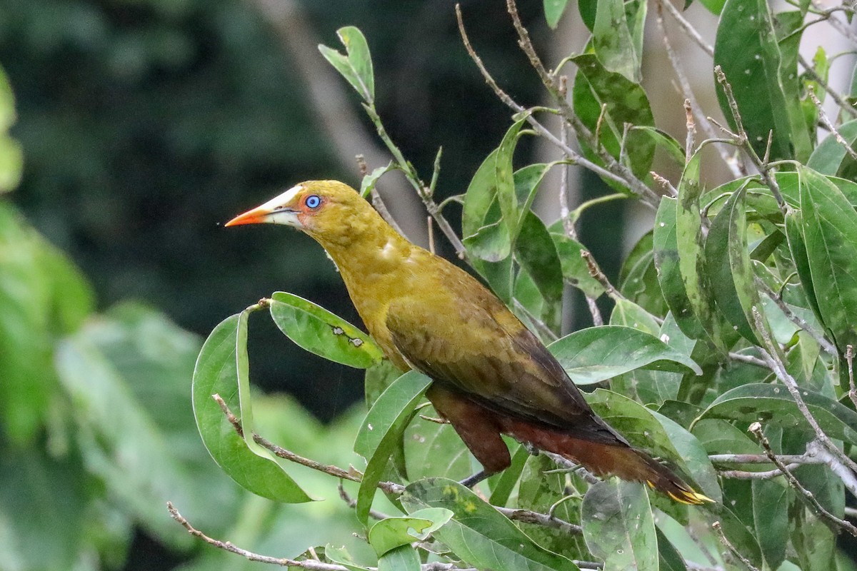 Green Oropendola - Steve McInnis