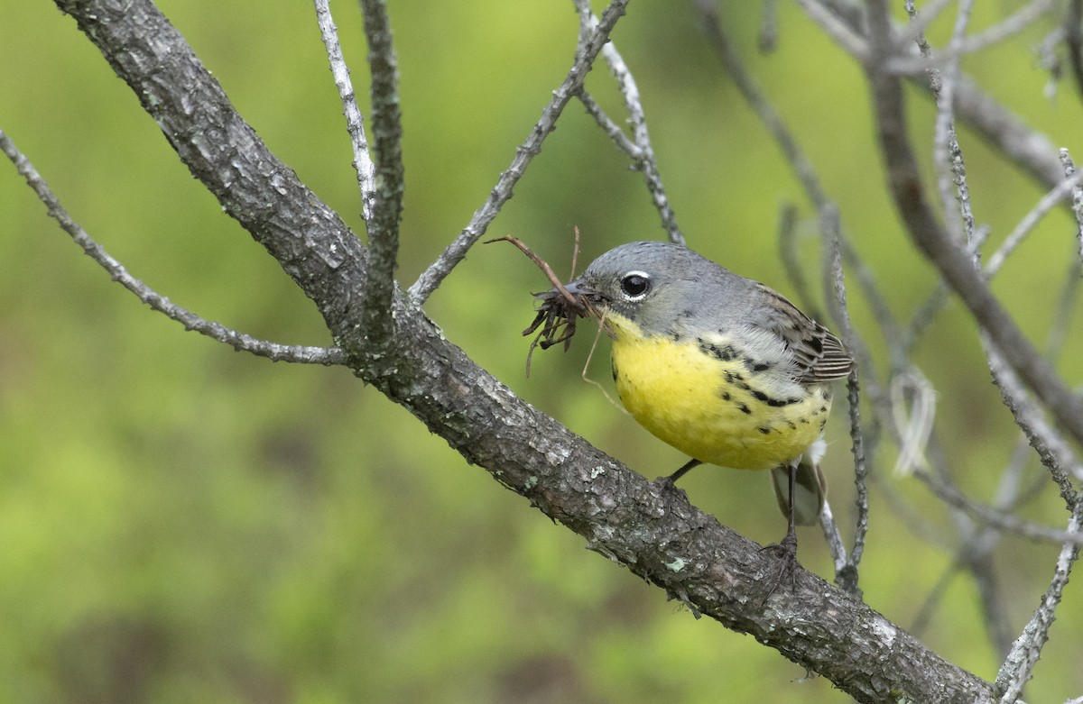 Kirtland's Warbler - Marky “Dark Arremon” Mutchler