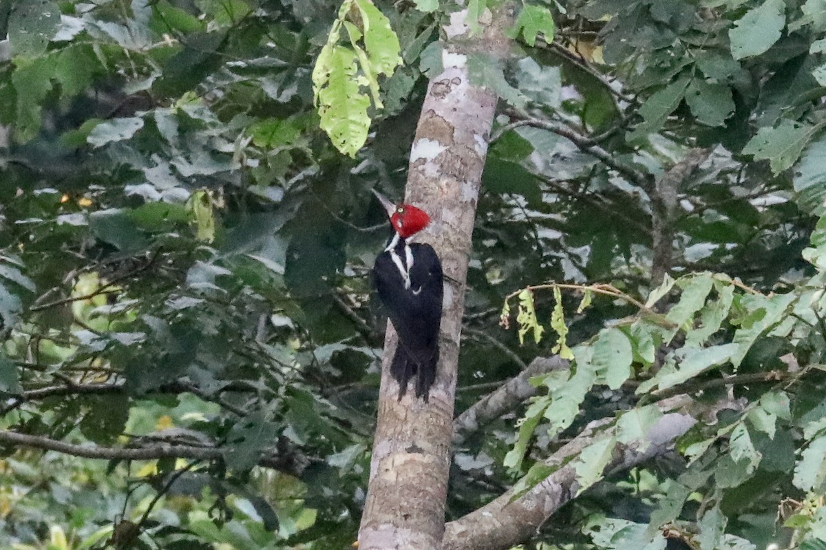 Crimson-crested Woodpecker - ML160794661