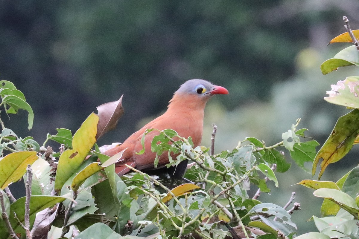 Black-bellied Cuckoo - ML160794901