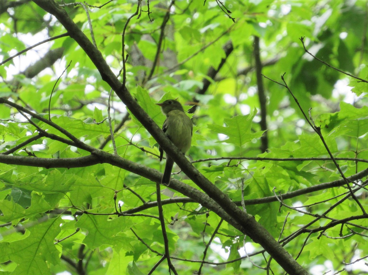 Yellow-bellied Flycatcher - John Haas