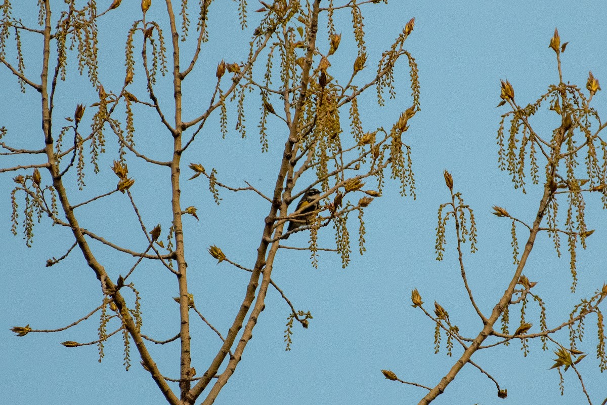 Yellow-rumped Warbler - ML160797191