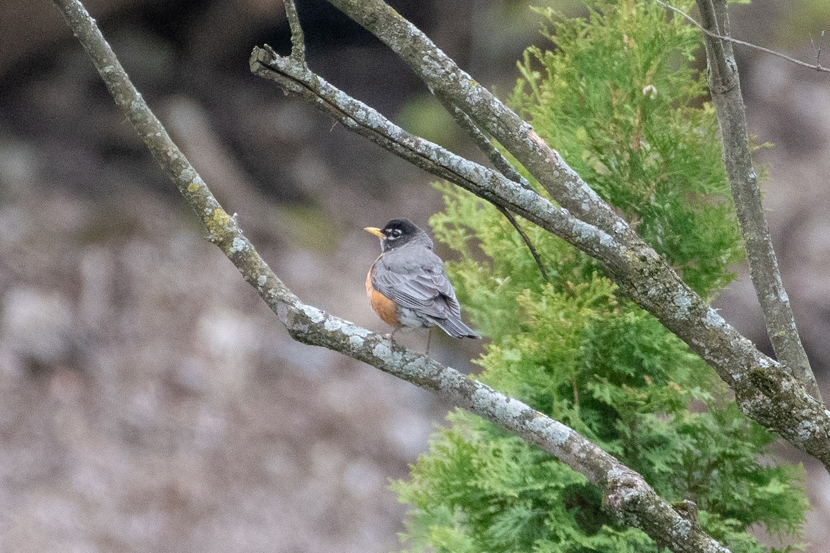 American Robin - ML160797201