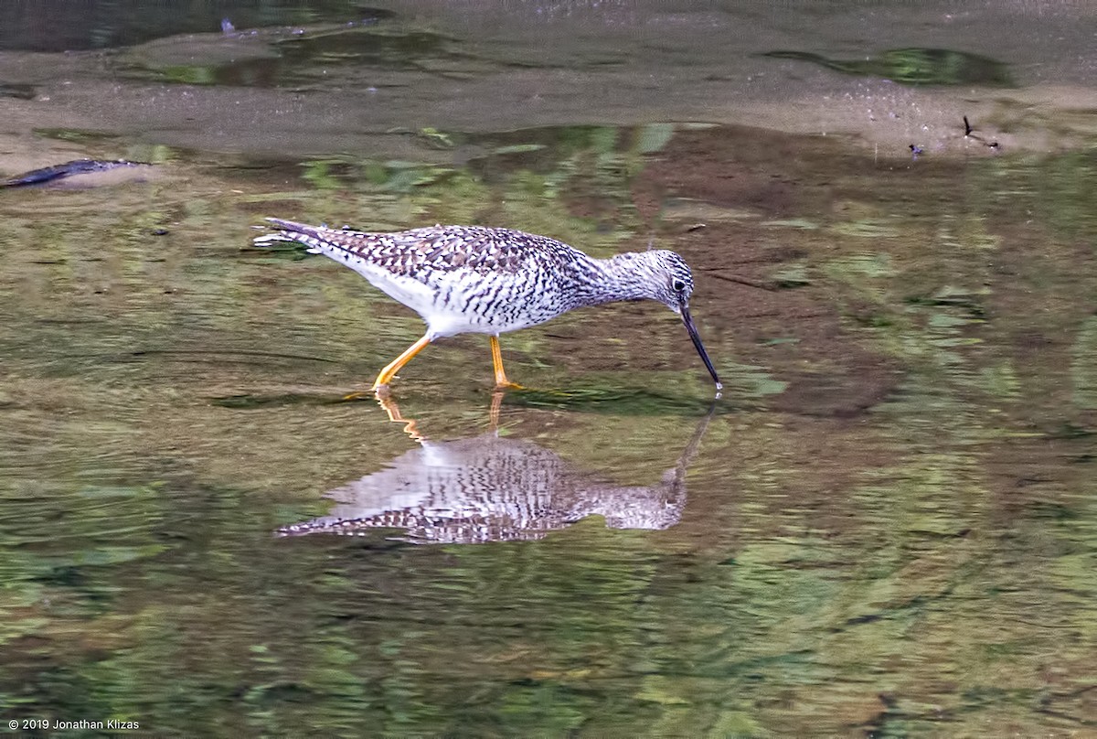 Greater Yellowlegs - ML160797721