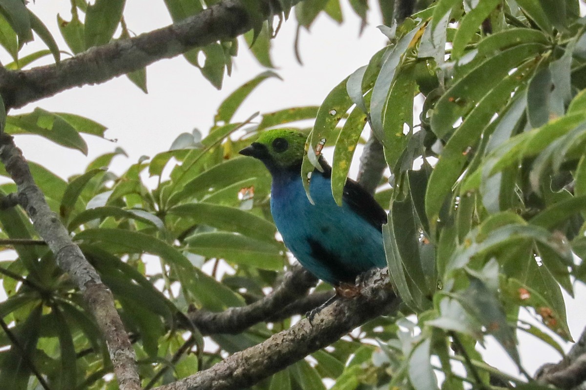 Paradise Tanager - ML160797791