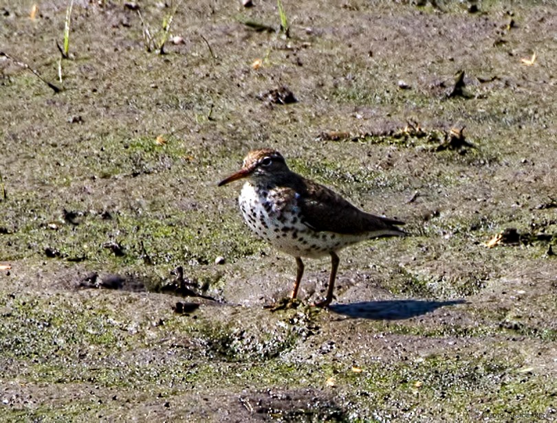 Spotted Sandpiper - ML160797831