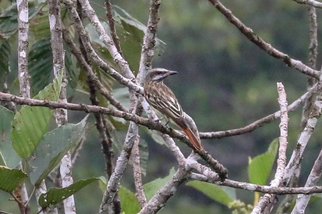 Sulphur-bellied Flycatcher - ML160797991