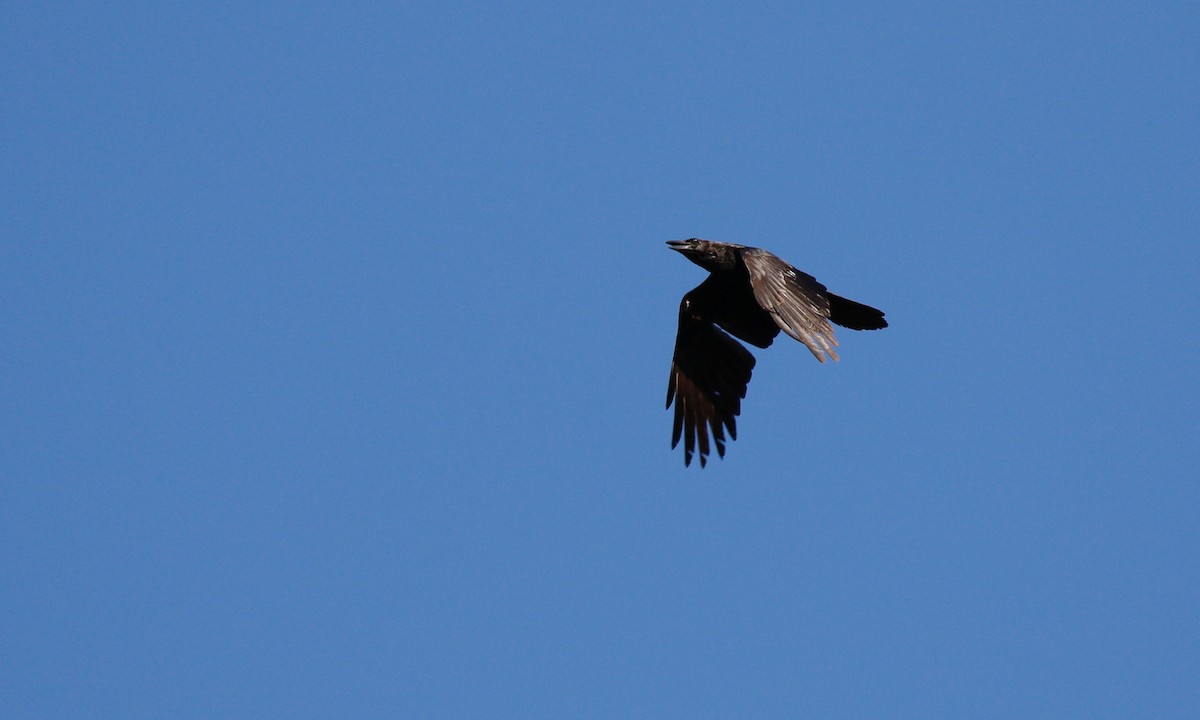 Common Raven - ML160799261