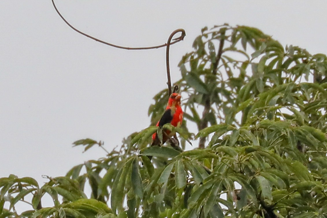 Scarlet Tanager - ML160799731