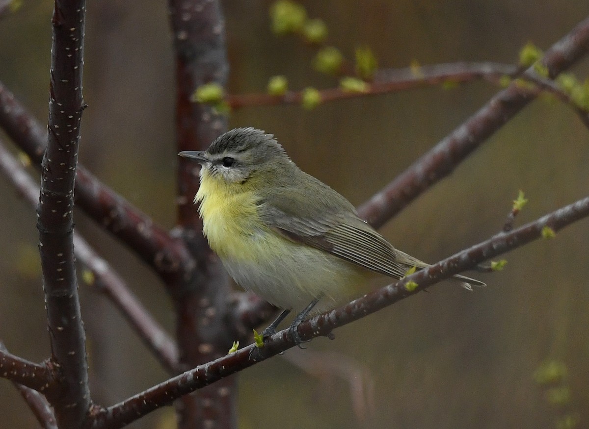 Philadelphia Vireo - ML160800921