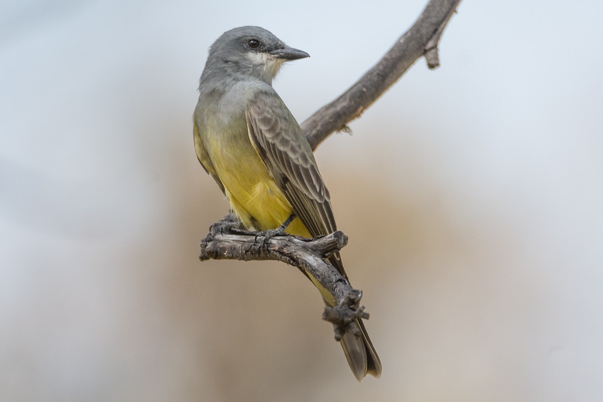 Cassin's Kingbird - ML160801241