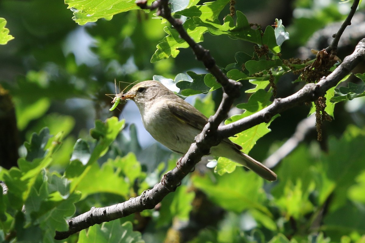 Mountain Chiffchaff - ML160803651