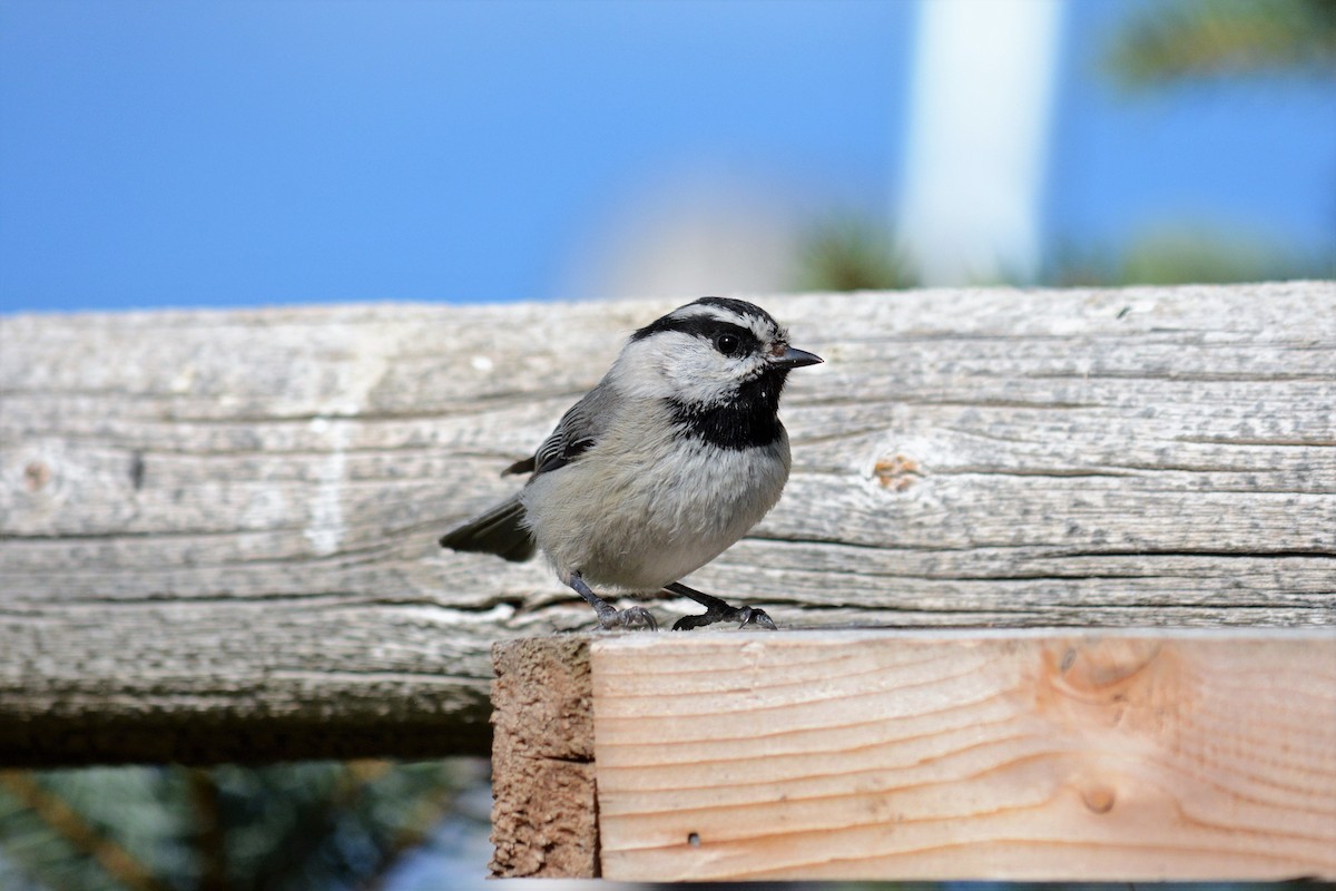 Mountain Chickadee - ML160803831