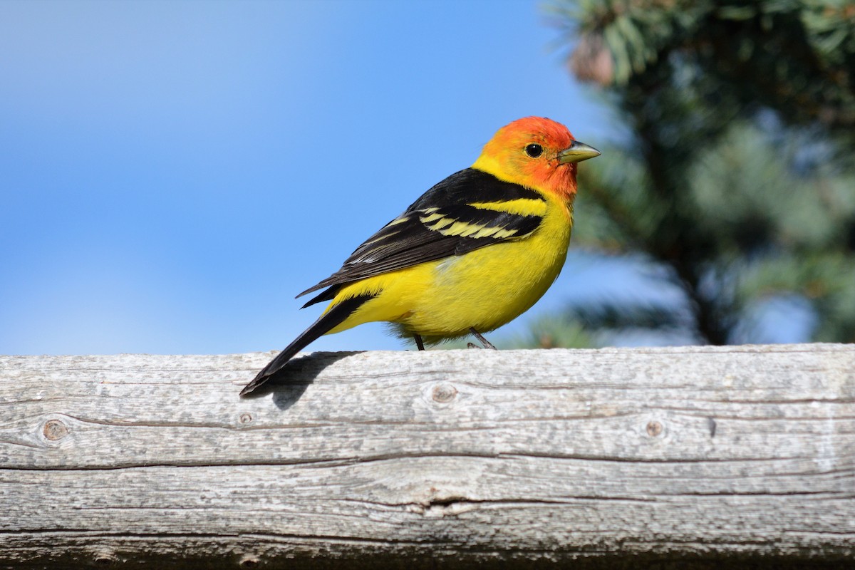 Western Tanager - ML160804101
