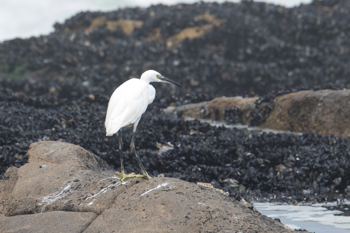 Little Egret - ML160806141