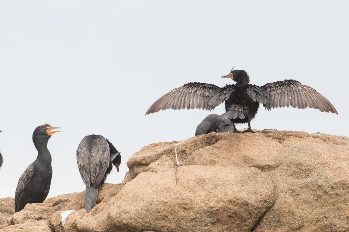 Crowned Cormorant - ML160806221