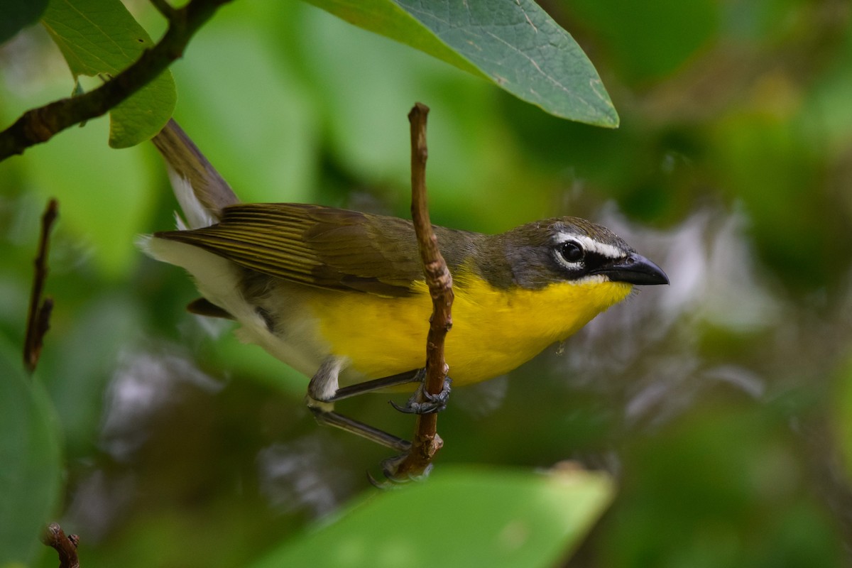 Yellow-breasted Chat - ML160806571