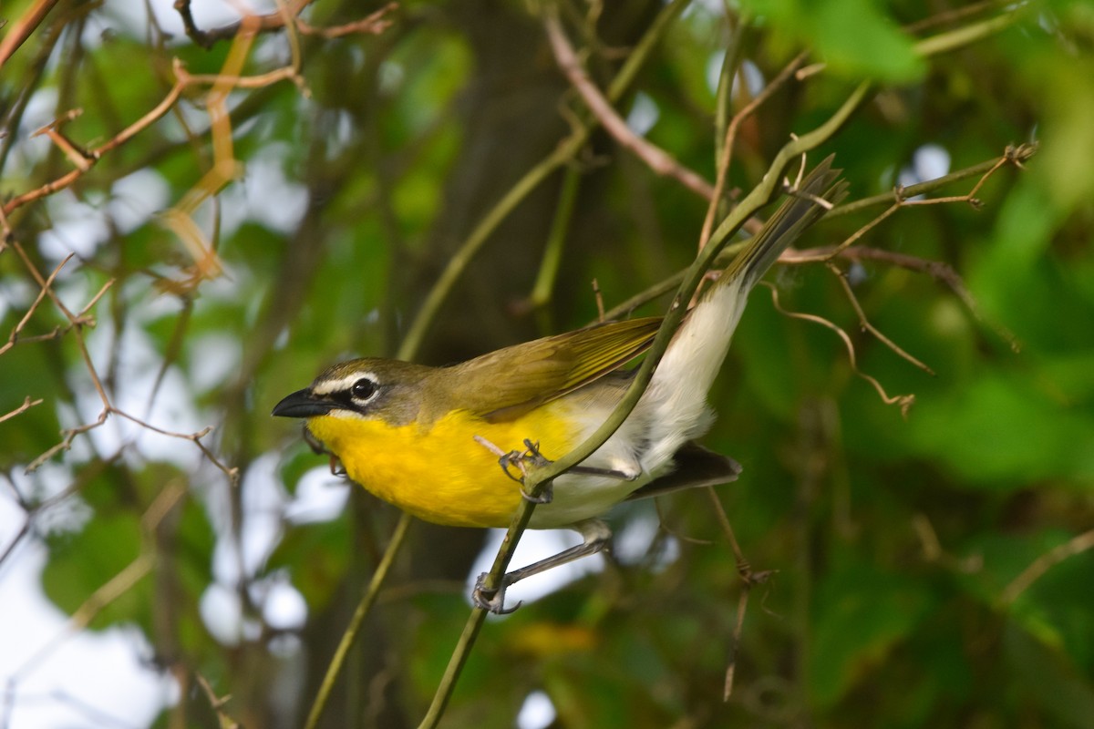 Yellow-breasted Chat - ML160806581