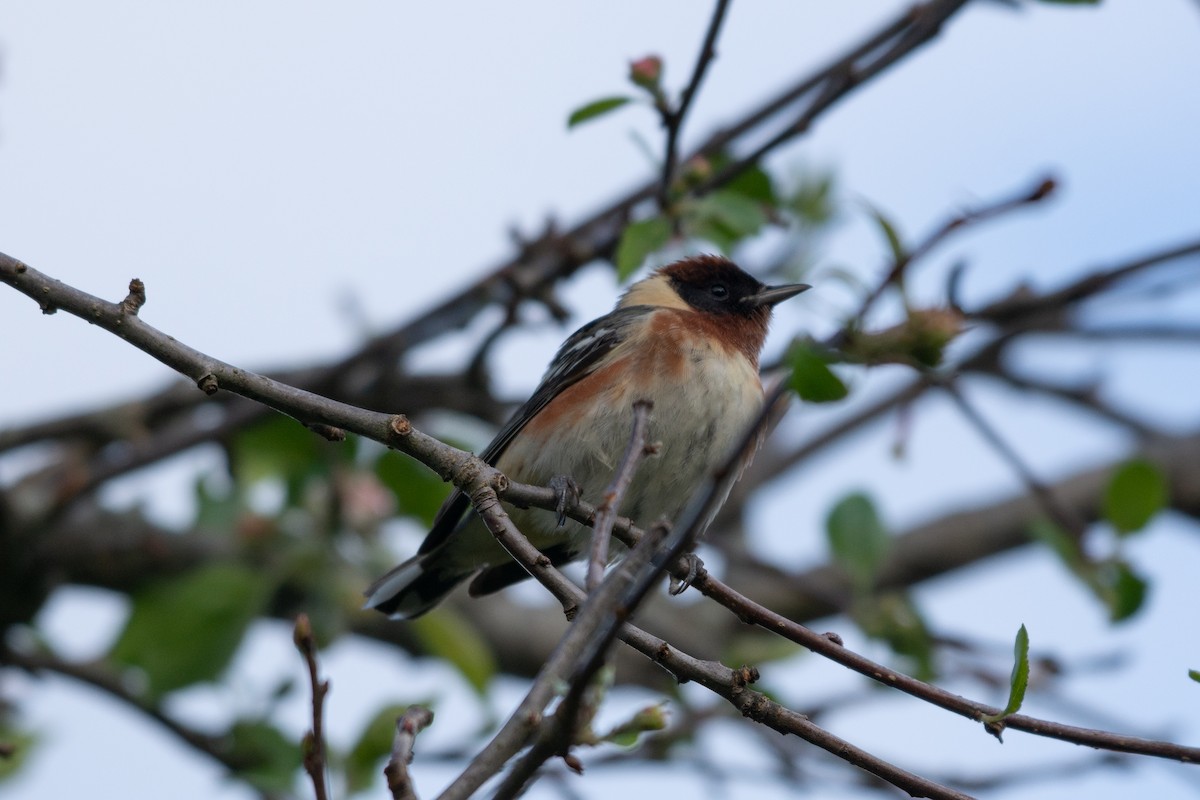 Bay-breasted Warbler - ML160806791